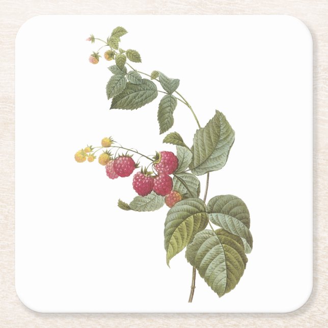 hallon (Rubus sp.) av Redouté Underlägg Papper Kvadrat (Framsidan)