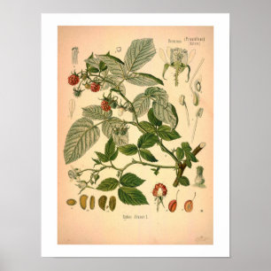 Hallons botaniska tryck