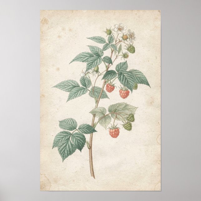 Hallonsköts botaniska studie på elfenben poster (Framsidan)