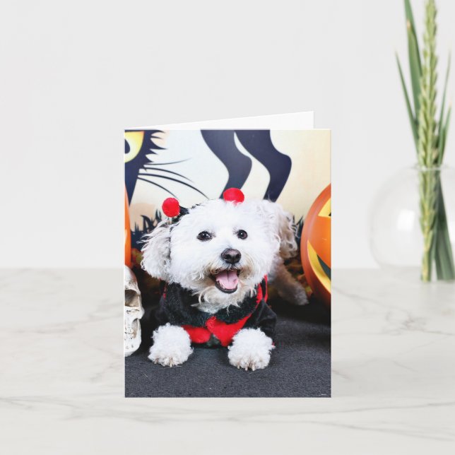 Halloween - Bichon Frise - Andi Kort (Framsida)