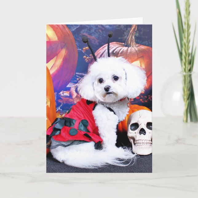 Halloween - Bichon Frise - Mia Kort (Framsida)