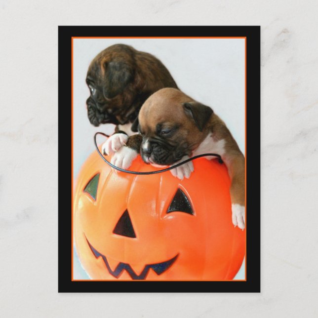 Halloween Boxer-valpar vykort (Framsida)