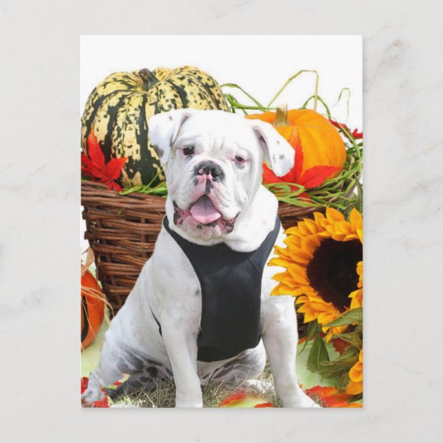 Halloween bulldog vykort (Framsida)