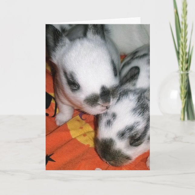 Halloween Bunnies Kort (Framsida)