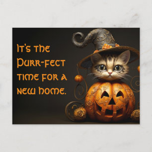 Halloween Cat Real Gods Marknadsföring Vykort