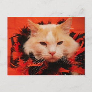 Halloween Cat Vykort