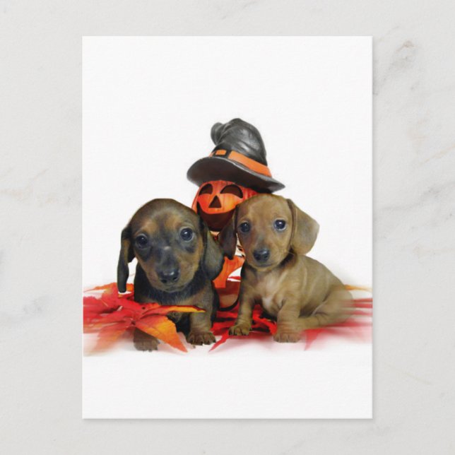 Halloween Dachshund puppies Vykort (Framsida)