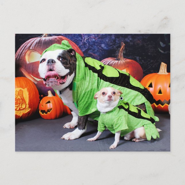 Halloween English Bulldog Spike - Chihuahua Gizmo Vykort (Framsida)