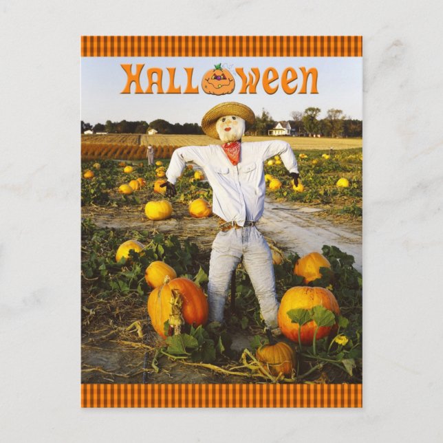 Halloween-fågelskrämma i pumkin fält vykort (Framsida)