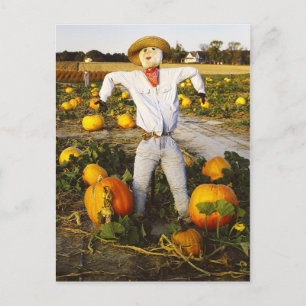 Halloween-fågelskrämma i pumkin fält vykort