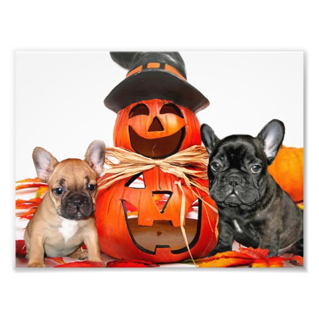 Halloween Fransk Bulldog Fototryck (Framsidan)