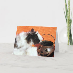 Halloween Guinea Gris Kort