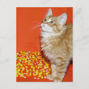 Halloween-katt Vykort