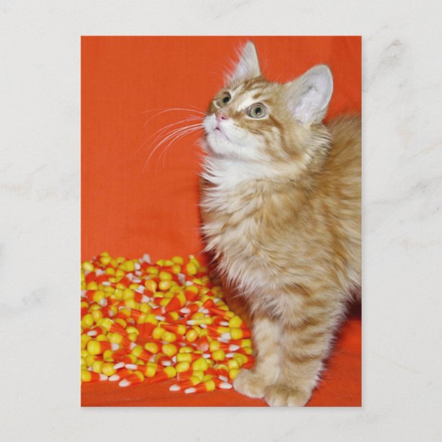 Halloween-katt Vykort (Framsida)