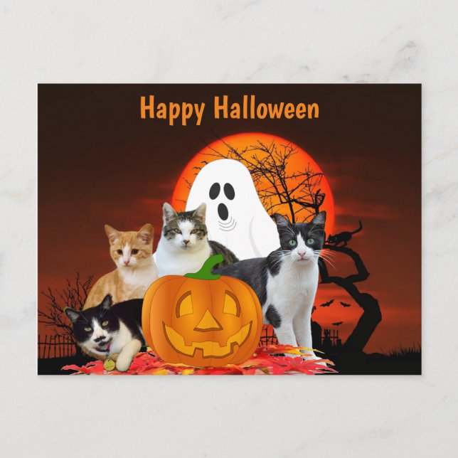 Halloween katter i kyrkogård med spöke / kattälska vykort (Framsida)