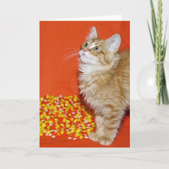 Halloween kattunge kort (Framsida)