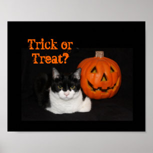 Halloween Kattunge Poster