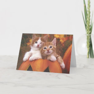 Halloween kattungekort kort