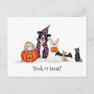 Halloween-kort med hundar i kostymer vykort