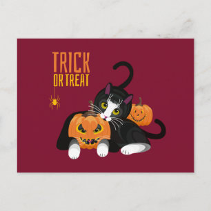 Halloween-kort med rolig katt - 'Trick or Treat' Vykort