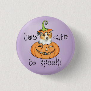 Halloween Miniature American Shepherd Knapp