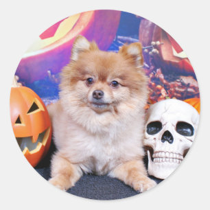Halloween - Pommern - Simba Runt Klistermärke