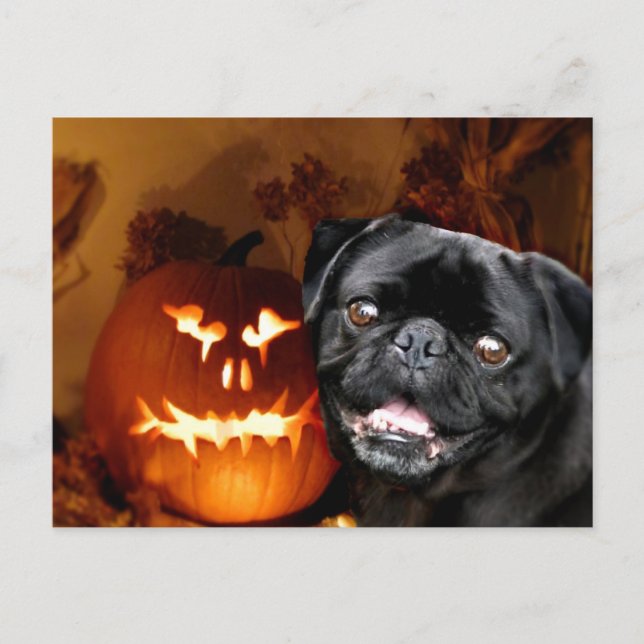 Halloween Pug Hund Vykort (Framsida)
