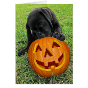 Halloween Pumpkin Puppy - Svart lab Hälsningskort