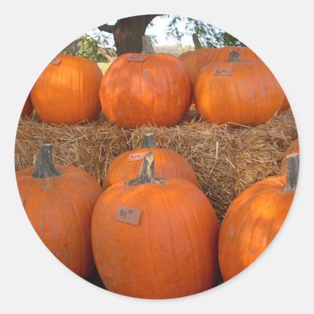 Halloween Pumpkins Runt Klistermärke (Framsida)