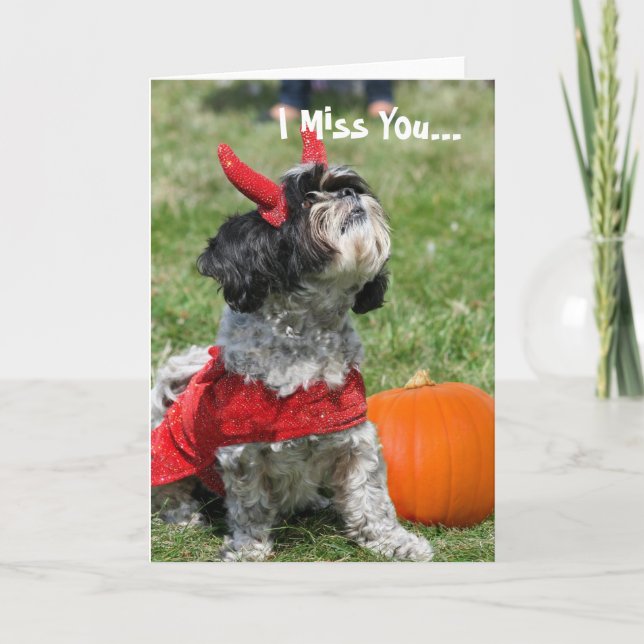 Halloween Shih Tzu hund Kort (Framsida)