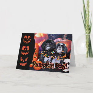 Halloween - Shih Tzu - Ruffles Riley Kort