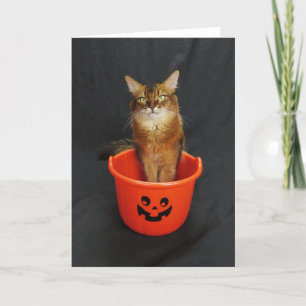 Halloween Somaliskt katt med Bus eller godis Bucke Helgkort