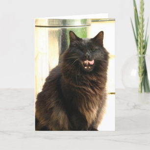 Halloween svart katt med ett öga kort