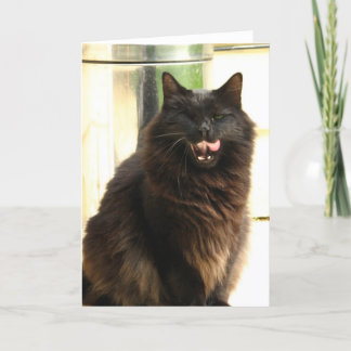 Halloween svart katt med ett öga kort