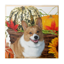 Halloween walesisk Corgihund