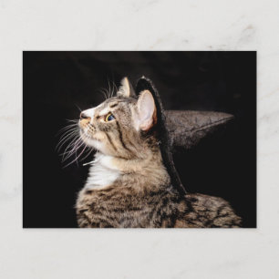 Halloween Witch Hat Kat vykort