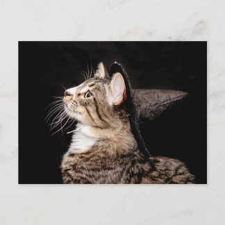 Halloween Witch Hat Kat vykort