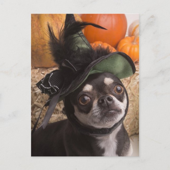 Halloween Witch Hund Vykort (Framsida)