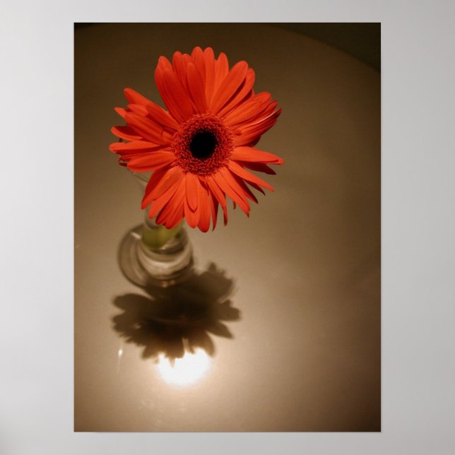 Halo-Daisy Poster (Framsidan)