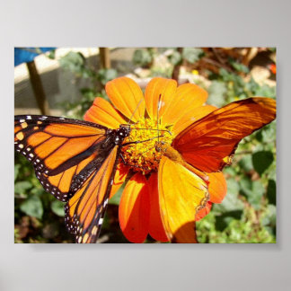Hals Butterflies Poster