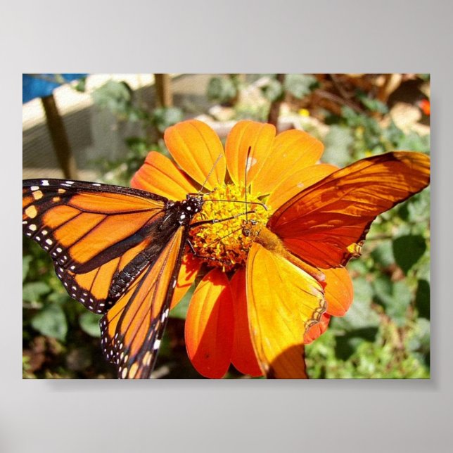 Hals Butterflies Poster (Framsidan)