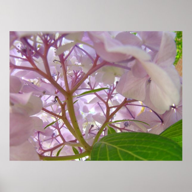 Hälsa Healing Touch-konst ger Hydrangea Flowers Poster (Framsidan)