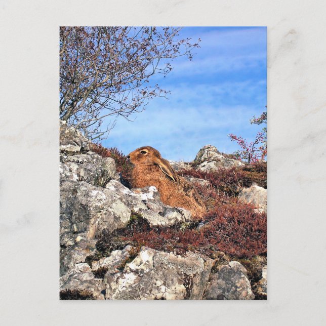 HÄLSA VYKORT (Framsida)