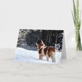 Hälsning för jul för St Bernard snö fotografisk Helgkort