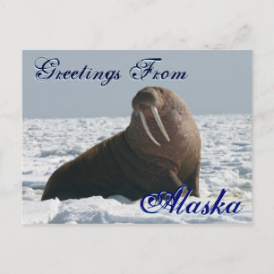 Hälsning från Alaska Bull Walrus-postkort Vykort