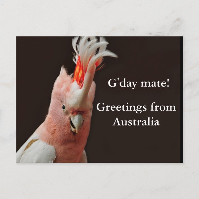 Hälsning från Australien! Vykort (Framsida)