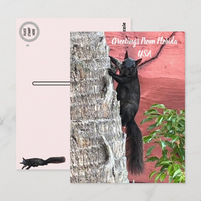 Hälsning från ... Black Squirrel Vykort (Fram/baksida)