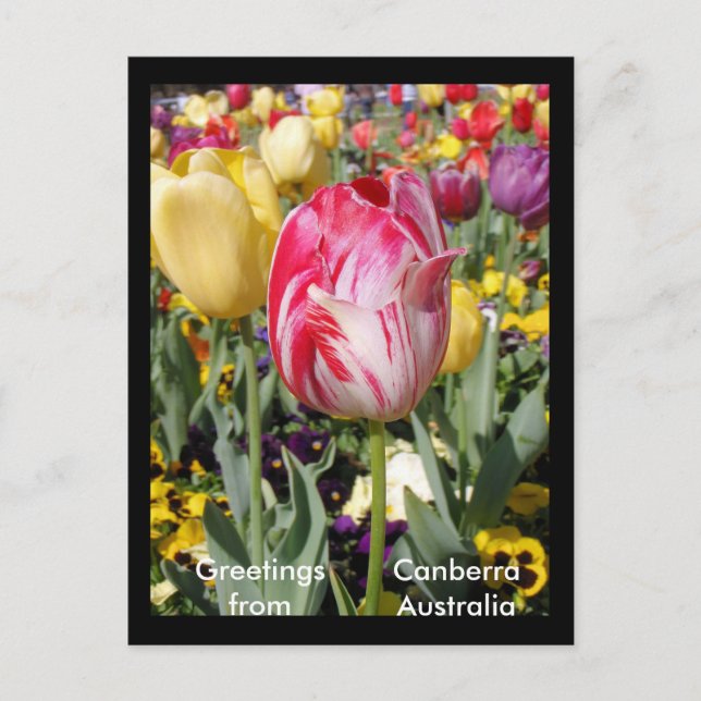 Hälsning från Canberra Australia Vykort (Framsida)