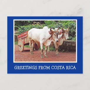 HÄLSNING FRÅN COSTA RICA/OXCART OCH OXEN VYKORT