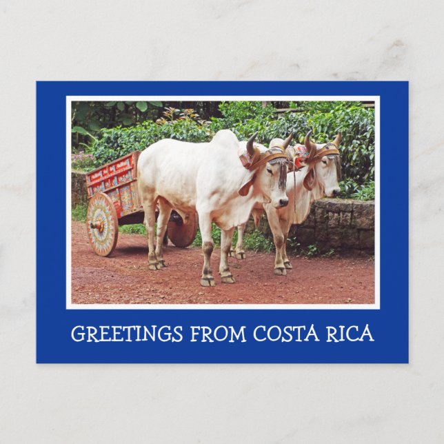 HÄLSNING FRÅN COSTA RICA/OXCART OCH OXEN VYKORT (Framsida)